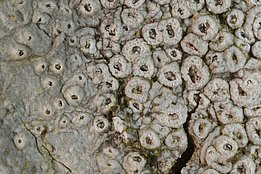 Thelotrema lepadinum 2047 Pockenflechte *(Thelotrema lepadinum)*. Bild: Christoph Scheidegger, WSL