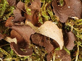 [Translate to Englisch:] Russige Grübchenflechte *Sticta fuliginosa*. Bild: Christoph Scheidegger, WSL