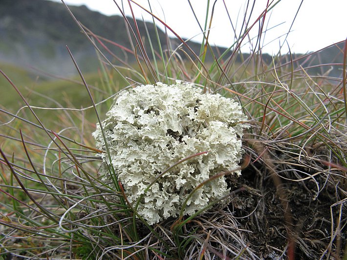 Cetraria nivalis b *Cetraria nivalis* ist eine bodenbewohnende Strauchflechte. Bild: Jean-Claude Mermilliod
