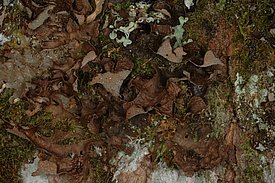 [Translate to Englisch:] Wald-Grübchenflechte *(Sticta sylvatica)*. Bild: Christoph Scheidegger, WSL