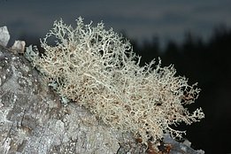 Ramalina roesleri 4236 *Ramalina roesleri*. Bild: Christoph Scheidegger, WSL