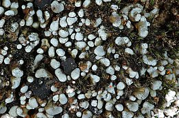 toninia physarioides 0273 Gefleckte Blasenkruste *(Toninia physaroides)*. Bild: Christoph Scheidegger, WSL