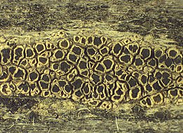 Lecanora mughicola 001 *Lecanora mughicola*. Bild: Erich Zimmermann