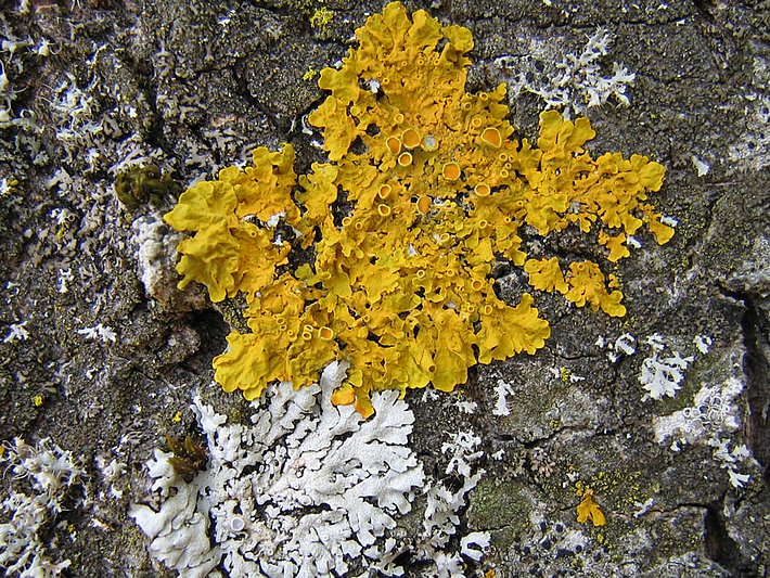 Xanthoria parietina Die Wand-Gelbflechte *Xanthoria parietina* ist eine Blattflechte, die vor allem auf Rinde wächst. Im Bild ist unterhalb der Wand-Gelbflechte ausserdem eine kleine Ziegen-Schwielenflechte *Physcia aipolia* zu sehen. Bild: Jean-Claude Mermilliod
