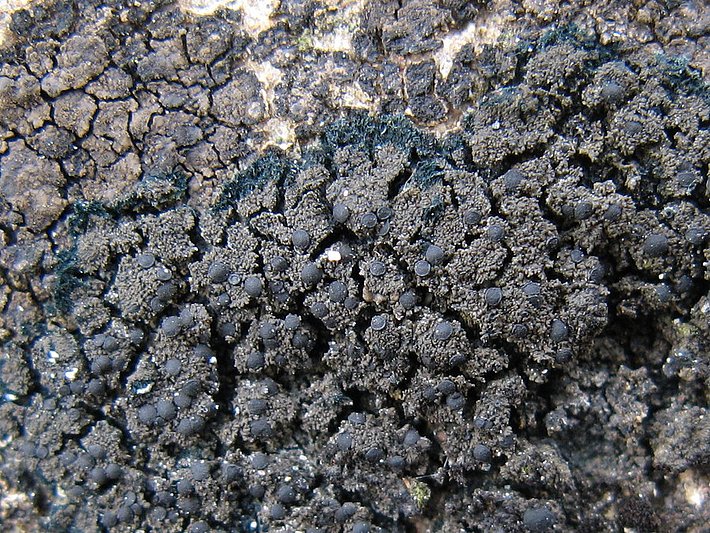 Placynthium nigrum c *Placynthium nigrum* ist eine steinbewohnende Krustenflechte, die Cyanobakterien als Photobionten hat. Sie weist die für Cyanoflechten typische dunkle Färbung auf. Bild: Jean-Claude Mermilliod