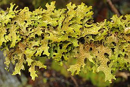 Lobaria pulmonaria 2858 Lungenflechte *(Lobaria pulmonaria)*. Bild: Christoph Scheidegger, WSL