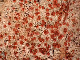 Arthonia cinnabarina 002 Zinnoberrote Fleckflechte *(Arthonia cinnabarina)*. Bild: Erich Zimmermann