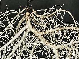 [Translate to Englisch:] Wasmuths Bartflechte *(Usnea wasmuthii)*. Bild: T. Törra