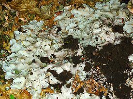 [Translate to Englisch:] Grosse Lungenflechte *(Lobaria amplissima)*. Bild: Christoph Scheidegger, WSL